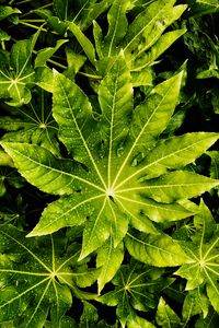 Preview wallpaper leaves, wet, drops, green, macro