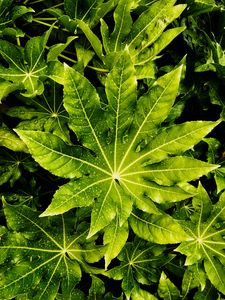 Preview wallpaper leaves, wet, drops, green, macro