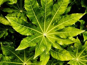 Preview wallpaper leaves, wet, drops, green, macro