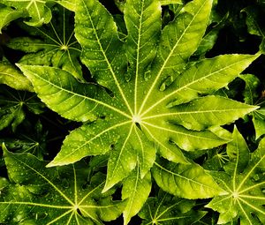 Preview wallpaper leaves, wet, drops, green, macro