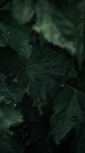 Preview wallpaper leaves, wet, drops, macro, plant