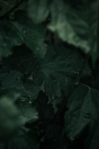 Preview wallpaper leaves, wet, drops, macro, plant