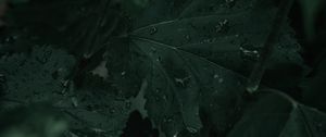 Preview wallpaper leaves, wet, drops, macro, plant