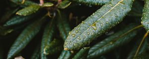 Preview wallpaper leaves, wet, green, plant, macro