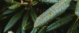 Preview wallpaper leaves, wet, green, plant, macro