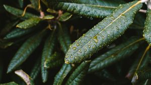 Preview wallpaper leaves, wet, green, plant, macro