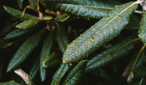 Preview wallpaper leaves, wet, green, plant, macro