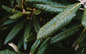 Preview wallpaper leaves, wet, green, plant, macro