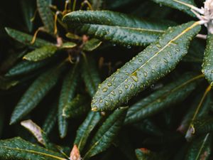 Preview wallpaper leaves, wet, green, plant, macro