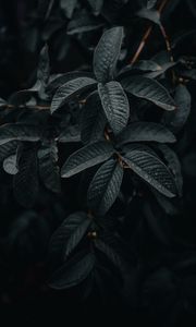 Preview wallpaper leaves, wet, macro, branches, plant