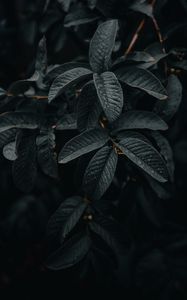 Preview wallpaper leaves, wet, macro, branches, plant