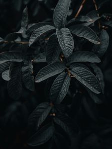 Preview wallpaper leaves, wet, macro, branches, plant