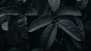 Preview wallpaper leaves, wet, macro, branches, plant