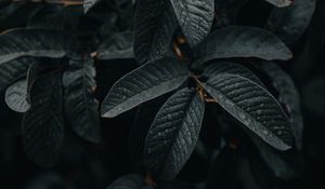 Preview wallpaper leaves, wet, macro, branches, plant