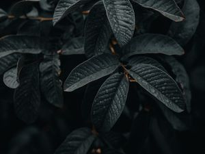 Preview wallpaper leaves, wet, macro, branches, plant