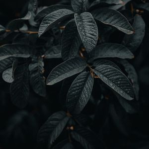 Preview wallpaper leaves, wet, macro, branches, plant