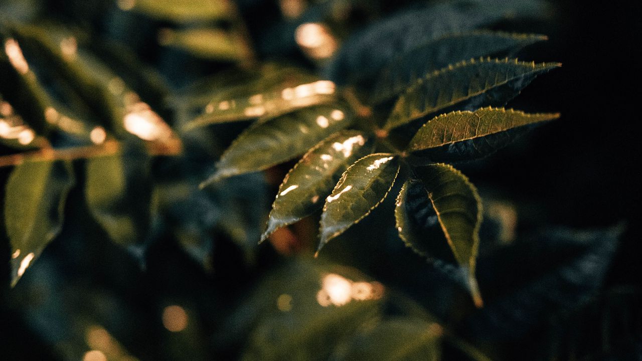 Wallpaper leaves, wet, macro, green, plant