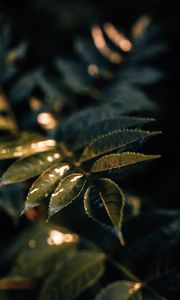 Preview wallpaper leaves, wet, macro, green, plant