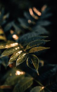 Preview wallpaper leaves, wet, macro, green, plant