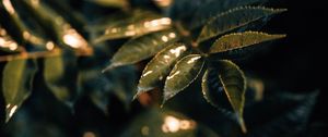 Preview wallpaper leaves, wet, macro, green, plant