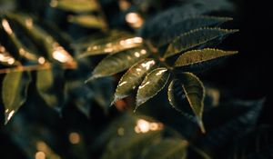 Preview wallpaper leaves, wet, macro, green, plant