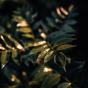 Preview wallpaper leaves, wet, macro, green, plant