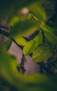 Preview wallpaper leaves, wet, macro, drops, green