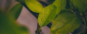 Preview wallpaper leaves, wet, macro, drops, green