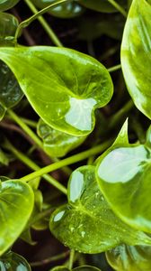 Preview wallpaper leaves, wet, water, plant, green