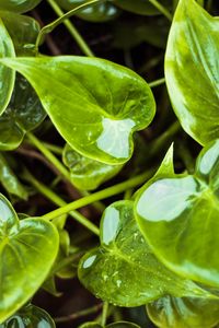 Preview wallpaper leaves, wet, water, plant, green