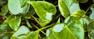 Preview wallpaper leaves, wet, water, plant, green