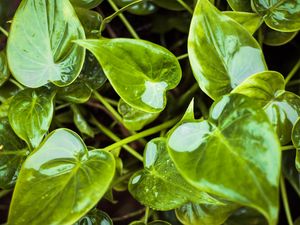 Preview wallpaper leaves, wet, water, plant, green