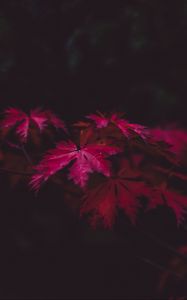 Preview wallpaper leaves, wood, black