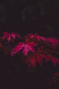 Preview wallpaper leaves, wood, black