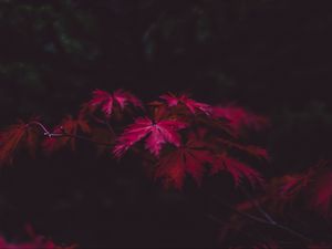 Preview wallpaper leaves, wood, black