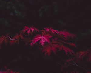 Preview wallpaper leaves, wood, black