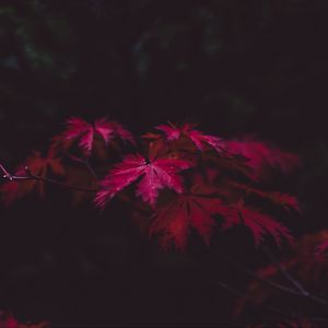 Preview wallpaper leaves, wood, black