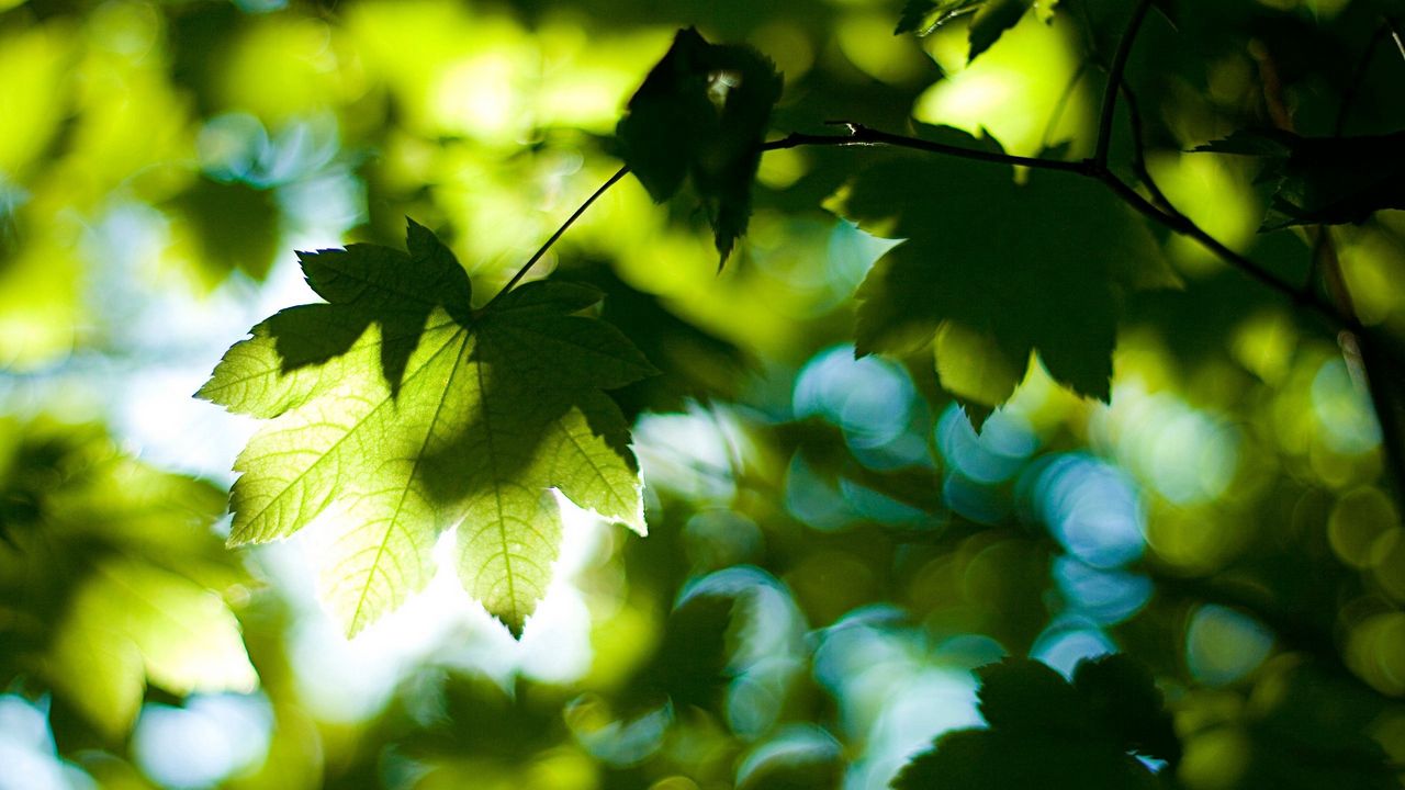 Wallpaper leaves, wood, light