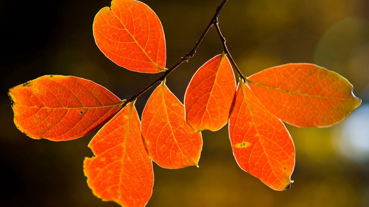 Wallpaper leaves, yellow, autumn, branch, veins