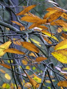 Preview wallpaper leaves, yellow, autumn, branch, grey