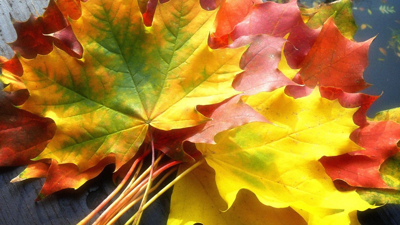 Wallpaper leaves, yellow, autumn, maple, colors, bouquet