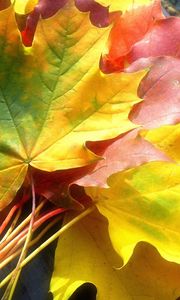 Preview wallpaper leaves, yellow, autumn, maple, colors, bouquet