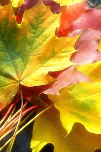 Preview wallpaper leaves, yellow, autumn, maple, colors, bouquet