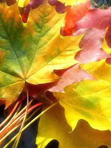 Preview wallpaper leaves, yellow, autumn, maple, colors, bouquet