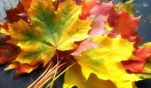 Preview wallpaper leaves, yellow, autumn, maple, colors, bouquet