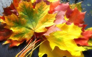 Preview wallpaper leaves, yellow, autumn, maple, colors, bouquet