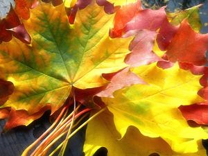 Preview wallpaper leaves, yellow, autumn, maple, colors, bouquet