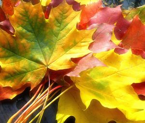 Preview wallpaper leaves, yellow, autumn, maple, colors, bouquet