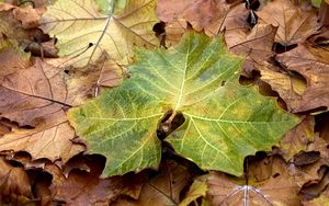 Preview wallpaper leaves, yellow, autumn, maple, green