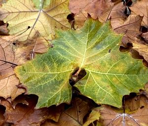 Preview wallpaper leaves, yellow, autumn, maple, green